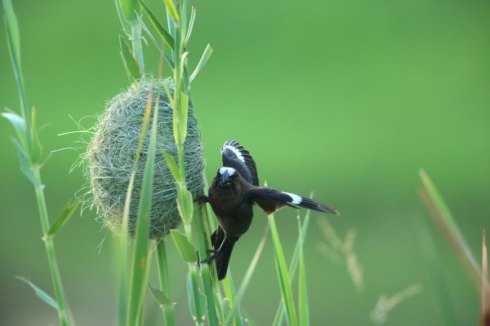 A Thick billed weaver building its nest. Photo Col Roberts