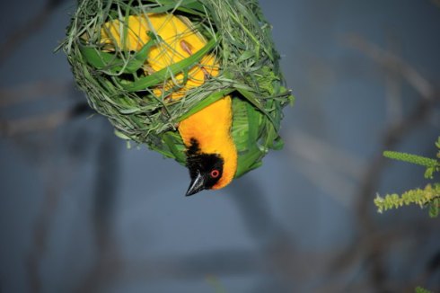 A Southern masked-weaver building its nest. Photo Col Roberts