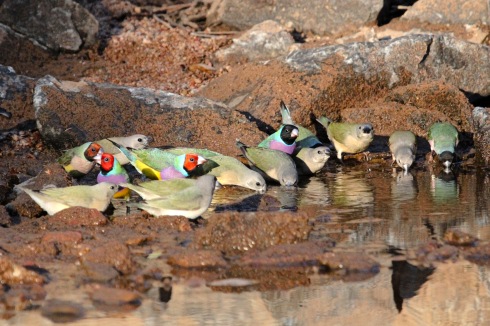 Gouldians gather at a waterhole at first light. Photo courtesy and copyright Kev Solomon