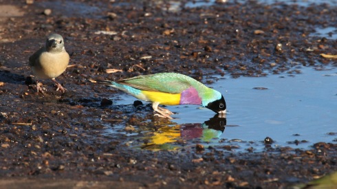 Gouldians catch a quick drink on the road to Wyndham- Western Australia. Photo courtesy and copyright. Kev Solomon