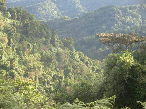Bwindi Impenetrable Forest. Uganda. Photo. Simon Espley